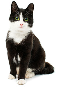 Cos’è l’artrite nei gatti? Cos’è l’artrite nei gatti?
