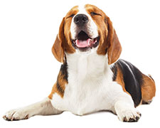 Dovrei somministrare l’olio di pesce al mio cane? Dovrei somministrare l’olio di pesce al mio cane?