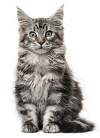 Sintomi dell'artrite nei gatti Sintomi dell'artrite nei gatti