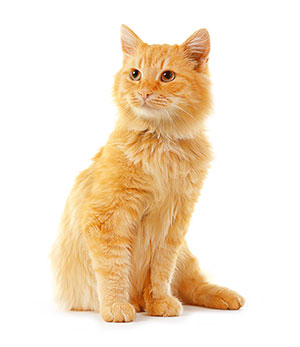 Perchè utilizzare un detergente per la pulizia delle orecchie di gatti? Perchè utilizzare un detergente per la pulizia delle orecchie di gatti?