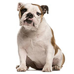 Bulldog Bulldog