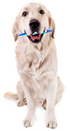 Come pulire i denti dei cani? Come pulire i denti dei cani?