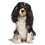 Cavalier King Charles Spaniel Cavalier King Charles Spaniel