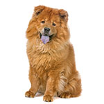 Chow Chow Chow Chow