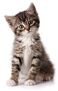 Sintomi e segni di ansia da separazione nei gatti Sintomi e segni di ansia da separazione nei gatti