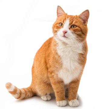 Ipertiroidismo dei gatti Ipertiroidismo dei gatti