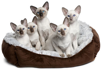 Come prevenire la tenia nei gatti Come prevenire la tenia nei gatti
