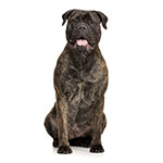 Bullmastiff Bullmastiff