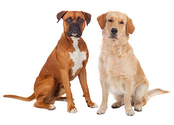 Quali sono i sintomi più comuni della diarrea dei cani? Quali sono i sintomi più comuni della diarrea dei cani?