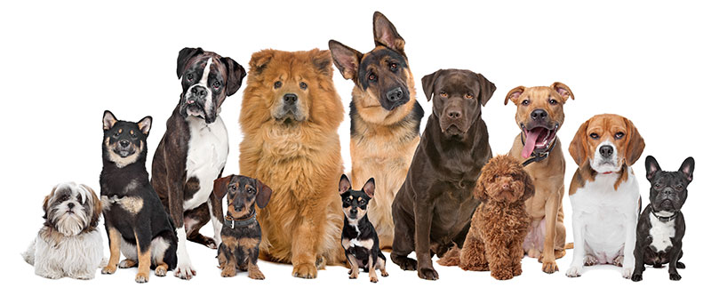 Come scegliere la razza di cane più calma? Come scegliere la razza di cane più calma?